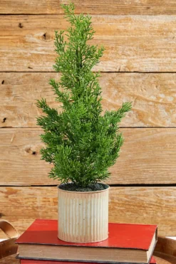 18" Cypress Tree in Tin Pot