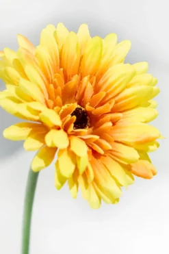 22" Gerbera Daisy Stem
