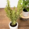 9” Herb in a Pot - Rosemary