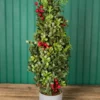 20” Holiday Potted Boxwood Tree W/ Berry