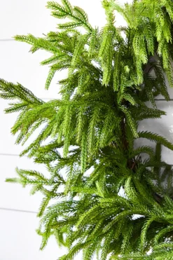 24” Just Cut Norfolk Pine Wreath