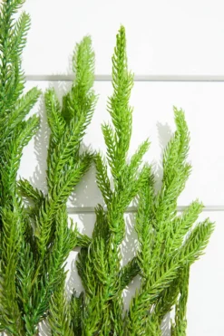 38” Natural Touch Norfolk Pine Christmas Spray