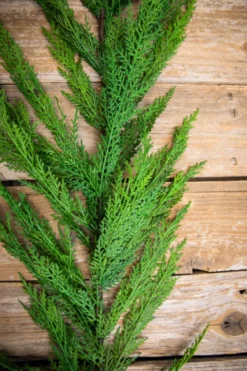 48” Real Touch Lebanon Cedar Full Garland