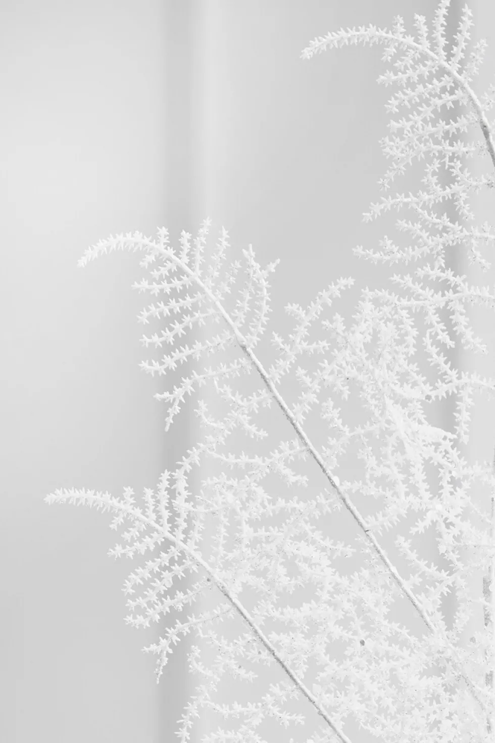 35" White Glitter Fern Spray